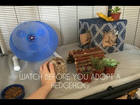 EVERYTHING You Need For A Pet Hedgehog!
