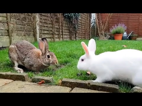 Rabbit scream - Pet Rabbit Meets Wild Rabbit For the First Time