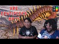 Are Centipedes OP? | TierZoo Reaction with Skitten