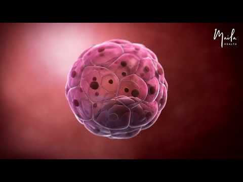 3 Weeks of Pregnancy | First Trimester | Pre-Embryonic Stage