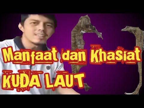 , title : 'MANFAAT DAN KHASIAT KUDA LAUT @serlokchannel8733'