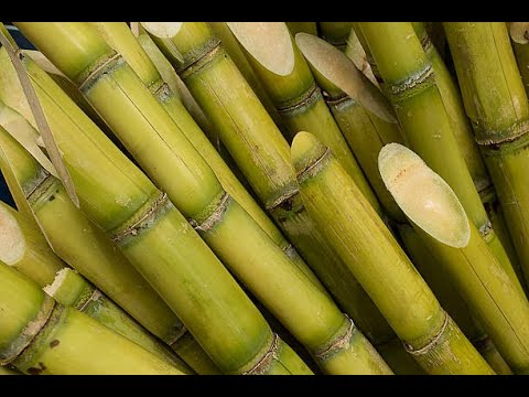 History of Sugar Cane and Sugar!