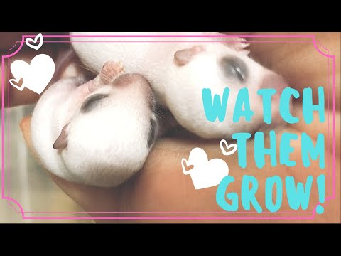 image-How many litters can a gerbil have in a year?