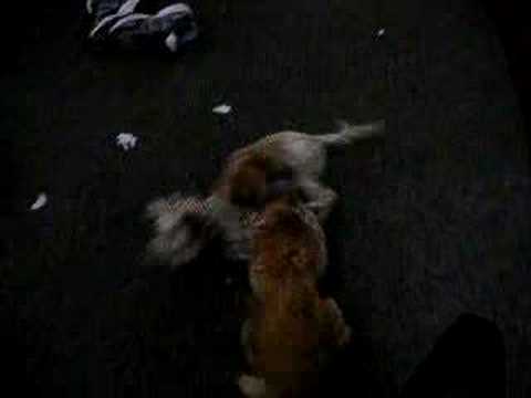 Clash of the tiny titans