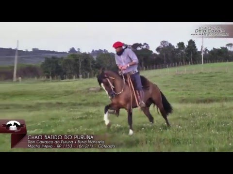 Chão Batido do Purunã, Cab  Butiazeiro   Produção Agência El Campo, Dez 2015