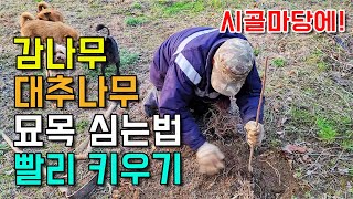 묘목 이렇게 심으세요 ! 감나무 대추나무 묘목 심는 방법과 빠르게 키우는 방법 대공개