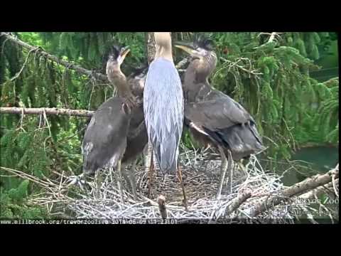 Great Blue Heron Brings Food to the Nest