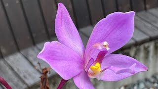 2025 9 14 萬紫千紅 台北植物園+78··