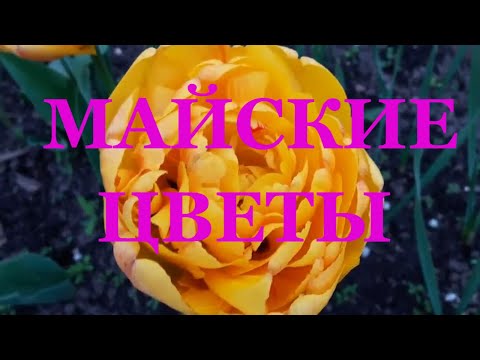Майские цветы тюльпаны и нарциссы