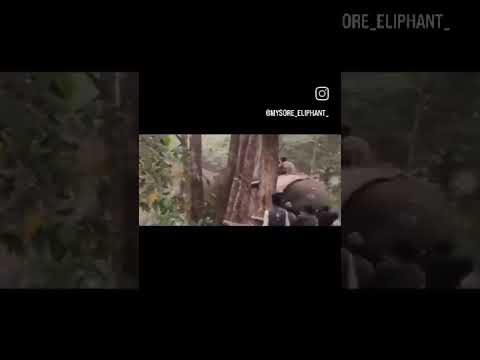 Wild elephant attack on Abhimanyu