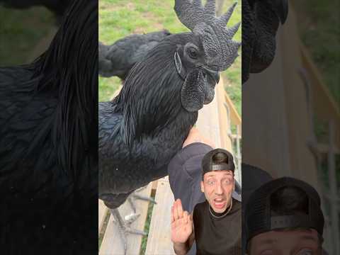 The Ayam Cemani Chicken is literally JET BLACK