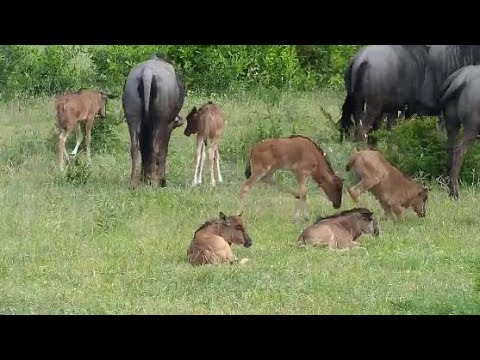 Djuma: Wildebeest herd with 6 calves-Pt:2 - 15:43 - 12/30/19