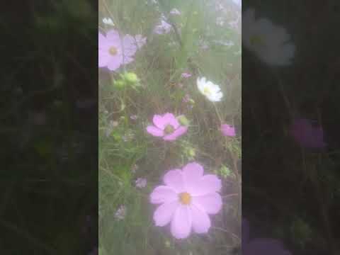 雨は果樹にどのような影響を与えますか?効果的に雨を防ぐことができるでしょうか?  庭園