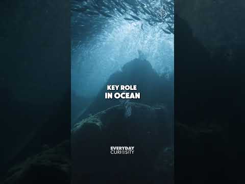 Sea Cucumbers: Nature’s Ocean Cleaners