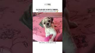 Olha a Reação Desse Cachorro! 😂🐶