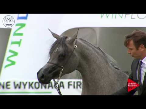 N.27 PLATYNA NA - Radom 2017 - 2 Years Old Fillies (Class 2)