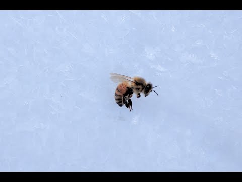 Honey Bees during a Canadian Winter