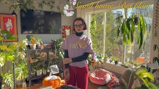 my houseplant collection in january 🌿🌞