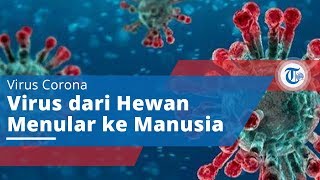 Virus Corona, Virus yang Berasal dari Hewan dan Menular ke Manusia