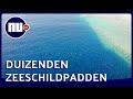 Indrukwekkende dronebeelden tonen duizenden schildpadden bij Australië | NU.nl