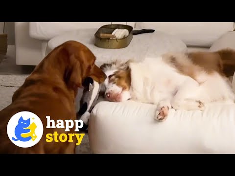 This Dog Wakes Up Her Deaf Brother When Their Parents Come Home! 🐶❤️| HAPP