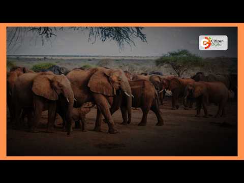 Ndovu waharibu mimea mashambani Sweetwaters Kaunti ya Laikipia kwa miaka miwili sasa