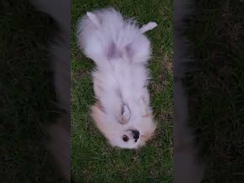 Jelebi baby puppy rolled over politely asking for a belly rub after a long walk to the park 🙃😍😂🤣