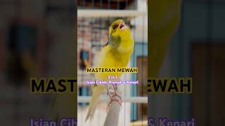 Download lagu Kenari Isian Ciblek &Prenjak #kenarigacor #canario #canary #kenariisianmewah #birds #kicaumania mp3