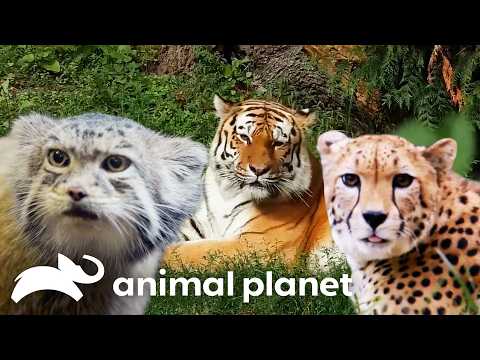 Capture d'écran du flux en direct de la chaîne de télévision Animal Planet