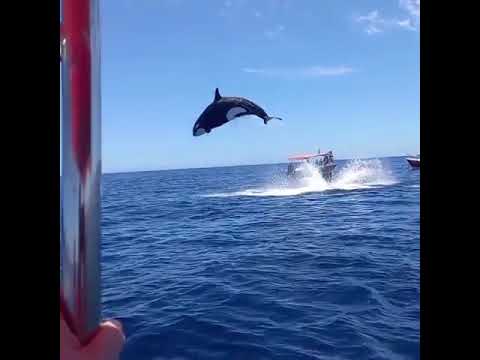 Viral video shows orca's stunning leap during dramatic dolphin hunt
