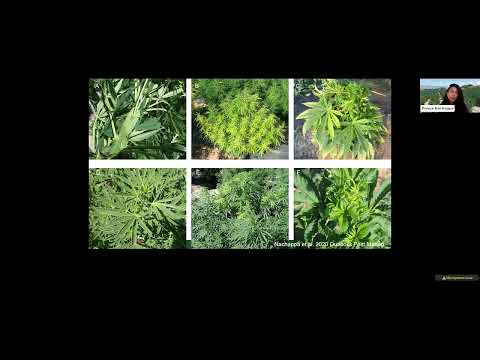 Punya Nachappa: Diversity, Diagnostics, and Management of Emerging Diseases in Hemp