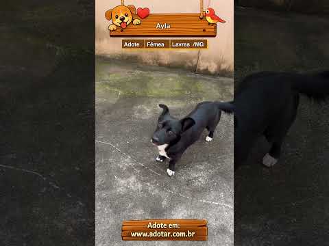 Vídeo de Ayla