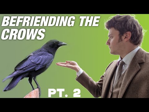 Befriending the Crows - Part 2: Getting Closer & New Behavior