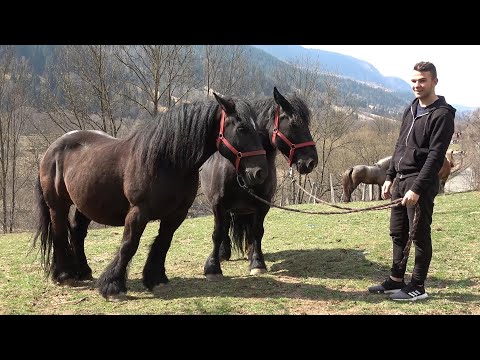 Caii lui Andrei si Calinut de la Vidra, Alba - 2020 Nou!!!