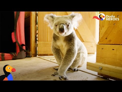 download lagu mp3 mp4 Kaola Gold Waffle House, download lagu Kaola Gold Waffle House gratis, unduh video klip Kaola Gold Waffle House