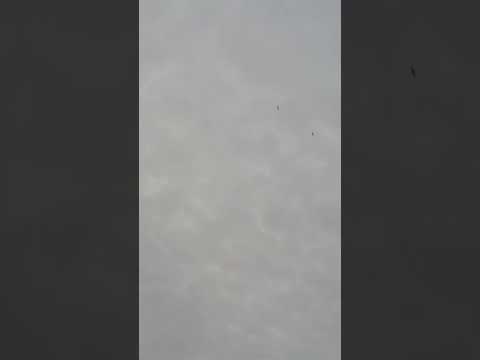 Long Range Solo Snow Goose (waterfowl hunt)