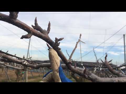 2022年の梨の木の剪定時期