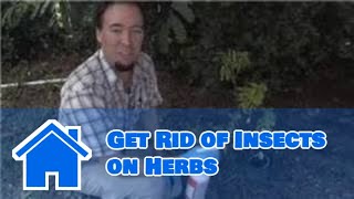 Pest Control Tips : How to Get Rid of Insects on Herbs