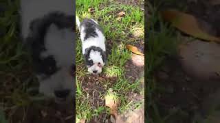 Video preview image #1 Shih Tzu Puppy For Sale in Weston, FL, USA