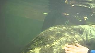 preview picture of video 'One Very Friendly Manatee on New Year's Day 2015, Homosassa River, Florida, Video No. 4'