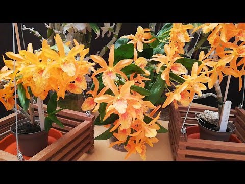 , title : 'Cómo cuidar una Orquídea Dendrobium'