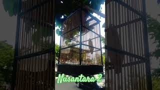 Download lagu NUSANTARA 2 . KOES PLUS  . #nusantara2 #koesplus mp3