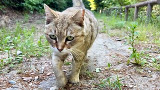 駆け寄って来て話が尽きないかわいいおしゃべり猫モナカ