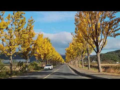 Coreia do Sul (Gyeongsangbuk-do) [Cidade de Gyeongju] Unificaçãojeon Ginkgo-ro_1