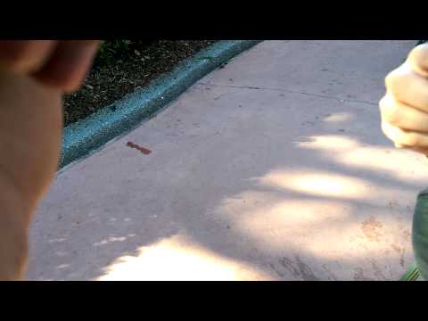 A Drunk, Duck & A Squirrel