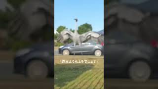 威嚇する鶴（？）#オーストラリア#Australia#ブリスベン#鶴