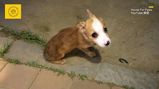 Sick Puppy Doesn't Understand Why His Owner Abandoned Him, Can Only Lie Helplessly