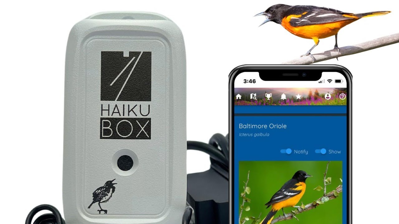Haiku Box: Livestream with Guest Amy Donner of HaikuBox