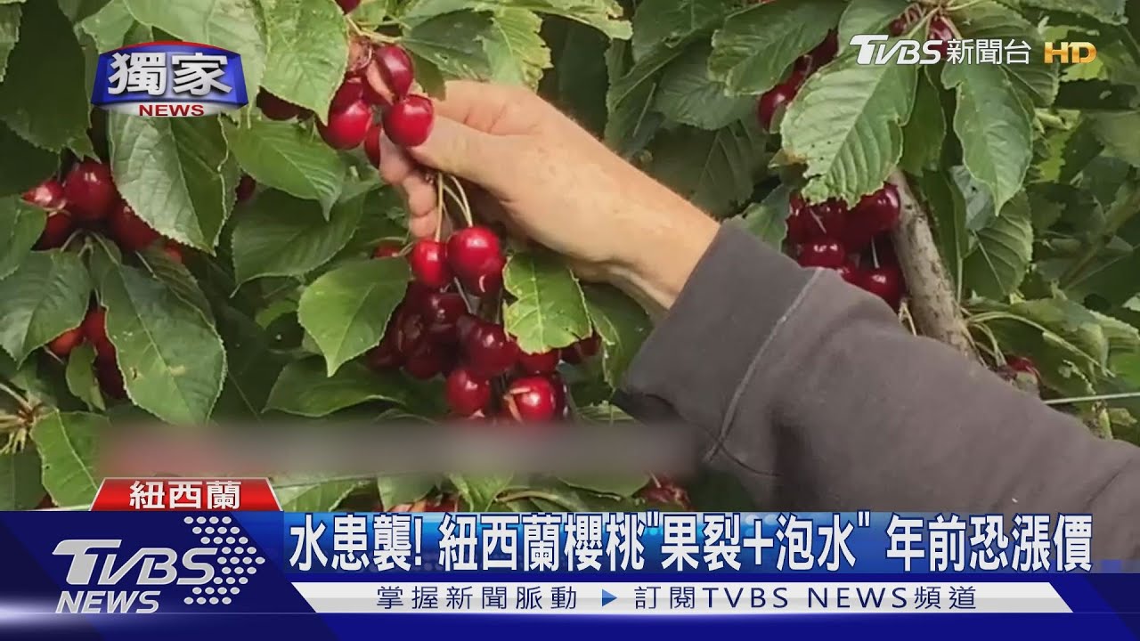 水患襲! 紐西蘭櫻桃「果裂+泡水」年前恐漲價