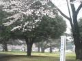 狭山市・稲荷山公園の桜／2010年4月5日　午後雨上がり